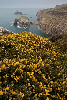 Common Gorse (Ulex europaeus) flowering, growing on clifftop with sea arch in distance, Lands End, Cornwall, England