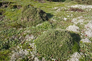 Common Gorse (Ulex europaeus) habit, browsed in shape by European Rabbit (Oryctolagus cuniculus)