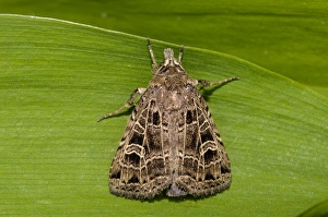Town Prints: Common Gothic (Naenia typica) adult