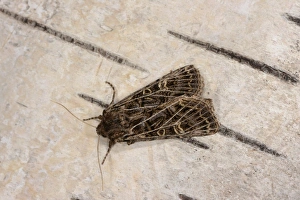 Oxfordshire Prints: Common Gothic (Naenia typica) adult