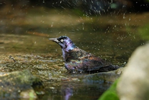 Northeastern Prints: Common Grackle (Quiscalus guiscula) adult