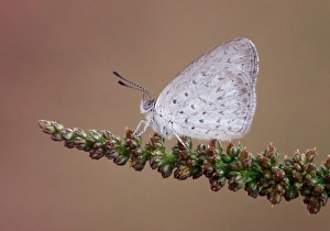 Flowerheads Prints: Common Grass-blue (Zizina labradus) adult