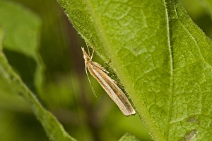 Meadowlands Prints: Common Grass-veneer (Agriphila tristella) adult