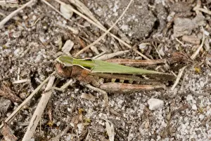 Common Green Grasshopper (Omocestus viridulus) adult female, on sand, France, August