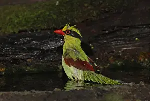 Kaeng Krachan Prints: Common Green Magpie (Cissa chinensis chinensis) adult