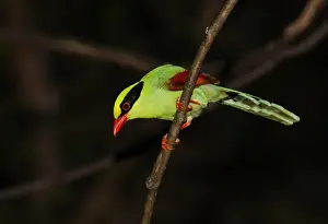 Common Green Magpie (Cissa chinensis chinensis) adult, perched on branch, Kaeng Krachan N. P. Thailand, november