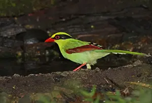 Common Green Magpie (Cissa chinensis chinensis) adult, standing at forest pool, Kaeng Krachan N. P. Thailand, november