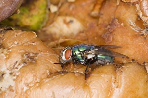Blowflies Prints: Common Greenbottle (Lucilia sericata) adult