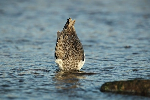 Wading Prints: Common Greenshank (Tringa nebularia) adult