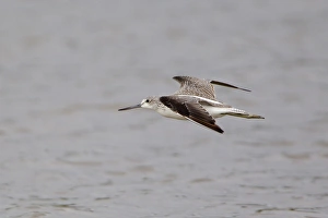 Common Greenshank (Tringa nebularia) adult, in flight over water, Minsmere RSPB Reserve, Suffolk, England, september