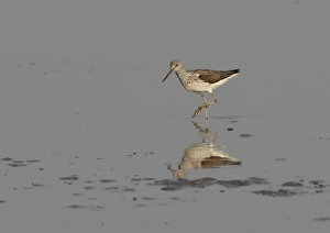 Common Greenshank (Tringa nebularia) adult, wading in shallow water on mudflats, Hebei, China, may