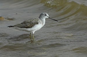 Common Greenshank (Tringa nebularia) adult, winter plumage, standing in sea, Fuerteventura, Canary Islands, march