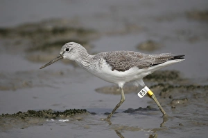 Common Greenshank (Tringa nebularia) adult, with leg flags, walking in shallow water on mudflat, Deep Bay, Hong Kong, China, january