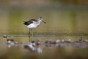Common Greenshank (Tringa nebularia) adult, walking in shallow water, Warwickshire, England, August