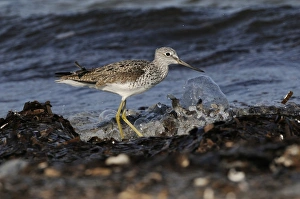 Common Greenshank (Tringa nebularia) adult, summer plumage, foraging amongst seaweed on shoreline, Lemnos, Greece