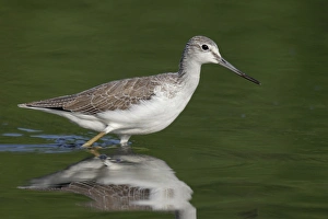 Common Greenshank (Tringa nebularia) adult, non-breeding plumage, walking in water, Hong Kong, China, September