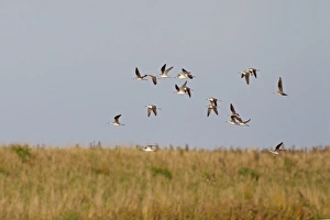 Greenshanks Prints: Common Greenshank (Tringa nebularia) flock
