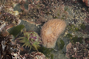 Shallows Prints: Common Grey Seaslug (Aeolidia papillosa) adult