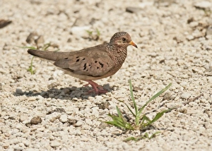 Dove Prints: Common Ground-dove (Columbina passerina) adult