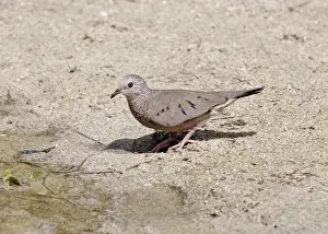 Doves Prints: Common Ground-dove (Columbina passerina) adult male