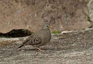 West Indian Prints: Common Ground-dove (Columbina passerina jamaicensis) adult female
