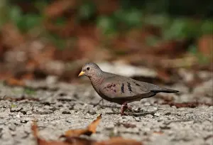 Common Ground-dove (Columbina passerina jamaicensis) adult male, walking on road, Port Antonio, Jamaica, march