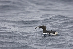 Fjord Prints: Common Guillemot (Uria aalge) adult