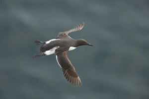 Auks Prints: Common Guillemot (Uria aalge) adult