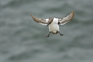 Auks Prints: Common Guillemot (Uria aalge) adult