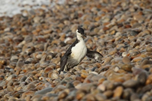 Common Guillemot (Uria aalge) adult, winter plumage, washed ashore after contamination from polyisobutene oil additive