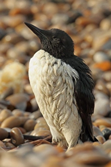 Common Guillemot (Uria aalge) adult, summer plumage, washed ashore after contamination from polyisobutene oil additive
