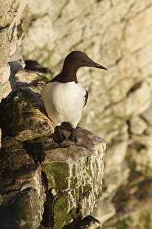 Common Guillemot (Uria aalge) adult, standing on chalk cliff ledge in early morning sunlight