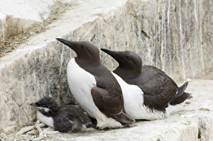 Father Prints: Common Guillemot (Uria aalge) adult pair with chick