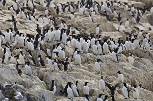 Common Guillemot (Uria aalge) adults, flock on clifftop breeding colony, Inner Farne, Farne Islands, Northumberland, England, spring
