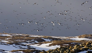 Common Guillemot (Uria aalge) adults, group in flight, returning to breeding cliffs, Hornoya Island, Varanger, Northern Norway, march