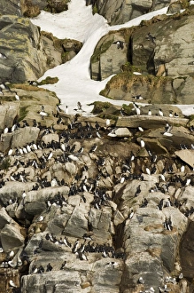 Common Guillemot (Uria aalge) adults, nesting colony on cliff ledges with snow, Hornoya Island, Varanger, Northern Norway, march
