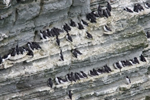 Common Guillemot (Uria aalge) adults, nesting colony on cliff face, Marwick Head RSPB Reserve, Mainland, Orkney, Scotland, june