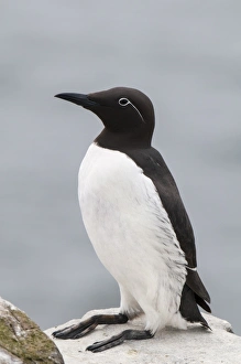 Common Guillemot (Uria aalge) bridled form, adult, breeding plumage, sitting on clifftop, Inner Farne, Farne Islands