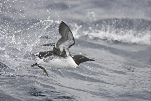 Fjord Prints: Common Guillemot (Uria aalge) bridled form