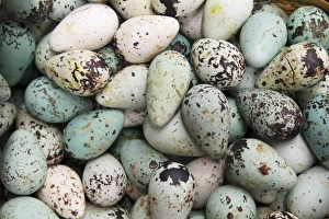 Environmental Prints: Common Guillemot (Uria aalge) eggs, for sale in supermarket, Iceland, June