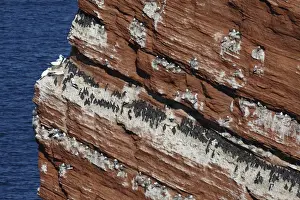 Common Guillemot (Uria aalge), Kittiwake (Rissa tridactyla), and Northern Gannet (Morus bassanus) breeding colony, nesting on sea cliffs, Heligoland, Schleswig-Holstein, Germany, may