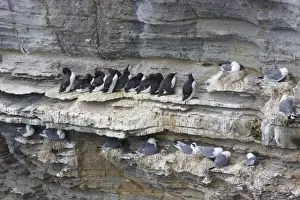Orkney Prints: Common Guillemot (Uria aalge) and Kittiwake (Rissa tridactyla) adults
