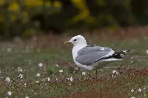 Seabird Prints: Common Gull in breeding plumage on Havergate Island Suffolk