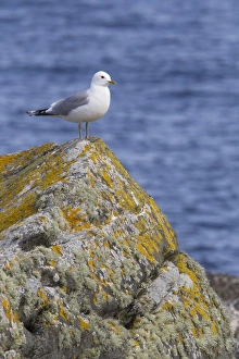 Ggull Prints: Common Gull (Larus canus) adult
