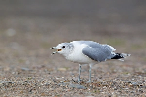 Ggull Prints: Common Gull (Larus canus) adult
