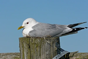 Sitting Prints: Common Gull (Larus canus) adult