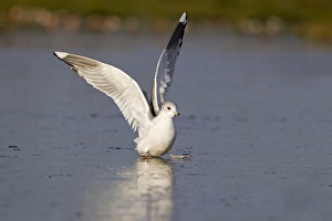 Gulls Prints: Common Gull (Larus canus) immature