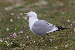 Seabird Prints: Common Gull looking skyward for predators, on Havergate Island Suffolk
