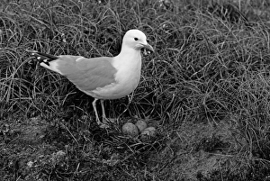 Gulls Prints: Common Gull at nest Orkney. Taken in 1946 by Eric Hosking
