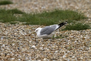 Seabird Prints: Common Gull nesting on Havergate Island Suffolk